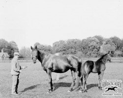 broodmare Black Cherry xx (Thoroughbred, 1892, from Bendigo xx)