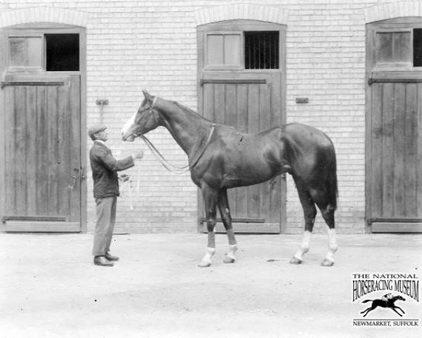 stallion Beppo xx (Thoroughbred, 1903, from Marco xx)