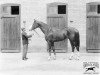 stallion Beppo xx (Thoroughbred, 1903, from Marco xx)