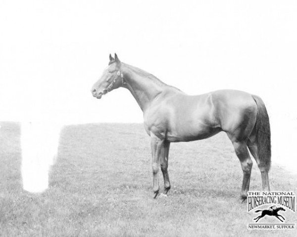stallion Bayardo xx (Thoroughbred, 1906, from Bay Ronald xx)