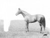 Pferd Bayardo xx (Englisches Vollblut, 1906, von Bay Ronald xx)