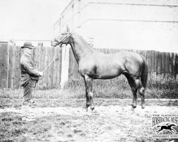 stallion Barcaldine xx (Thoroughbred, 1878, from Solon xx)