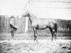 Pferd Barcaldine xx (Englisches Vollblut, 1878, von Solon xx)