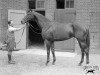 stallion Bala Hissar xx (Thoroughbred, 1933, from Blandford xx)