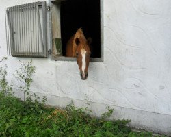 Zuchtstute Garnett (Deutsches Reitpony, 1997, von Going East)