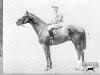 stallion Bachelor's Button xx (Thoroughbred, 1899, from Winkfield xx)