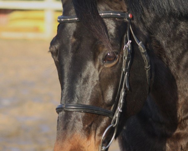 horse Marinus (Trakehner, 2000, from Kaiserwalzer)