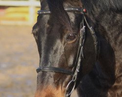 horse Marinus (Trakehner, 2000, from Kaiserwalzer)