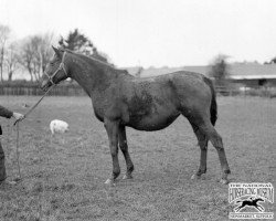 broodmare Athasi xx (Thoroughbred, 1917, from Farasi xx)