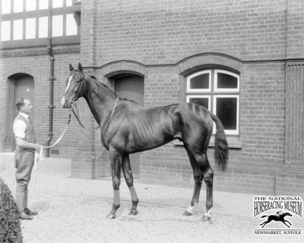 horse Anmer xx (Thoroughbred, 1910, from Florizel xx)