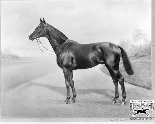 stallion Adam's Apple xx (Thoroughbred, 1924, from Pommern xx)