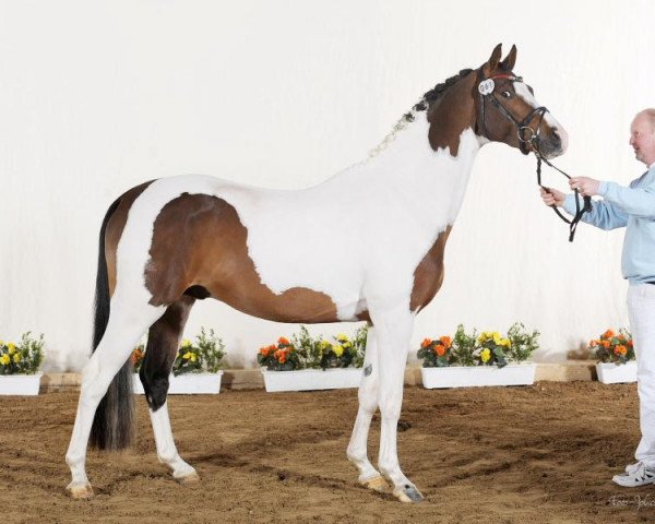 Dressurpferd Söl'rings Chardonnay (Pinto/Kleines Reitpferd, 2009, von FS Champion de Luxe)