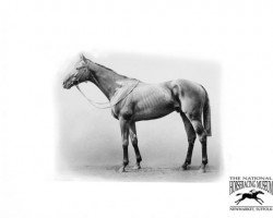 stallion Aboyeur xx (Thoroughbred, 1910, from Desmond xx)