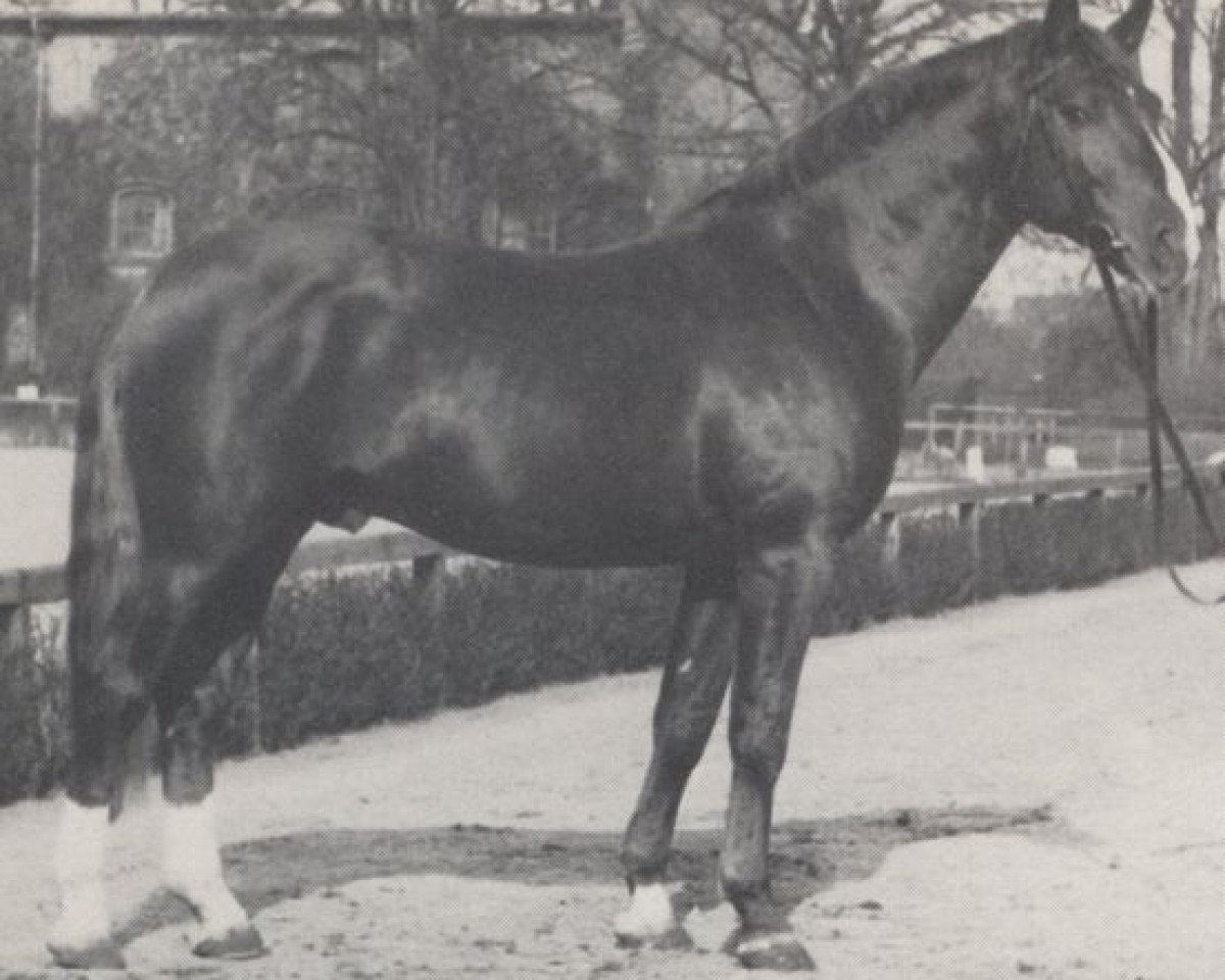 Deckhengst Dolorit (Westfale, 1962, von Doktor)