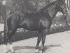 stallion Dolorit (Westphalian, 1962, from Doktor)
