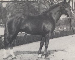 stallion Dolorit (Westphalian, 1962, from Doktor)