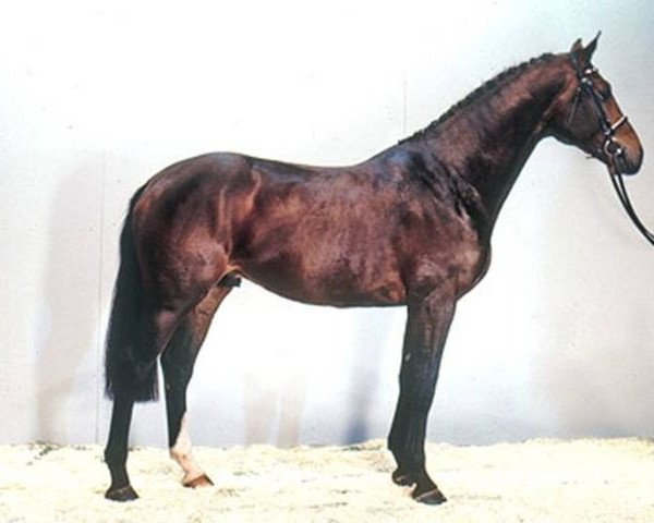 stallion Laurenz (Holsteiner, 1989, from Lord)