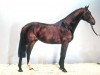 horse Laurenz (Holsteiner, 1989, from Lord 1134)