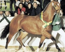 stallion Rubidoux (Zweibrücken, 1997, from Ragazzo)