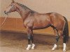 stallion Magic Boy (Hanoverian, 1985, from Matcho AA)