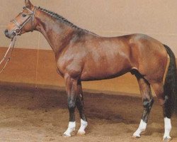 stallion Magic Boy (Hanoverian, 1985, from Matcho AA)