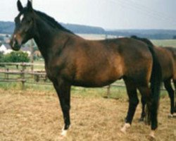 broodmare Polarroute (Trakehner, 1987, from Arogno)