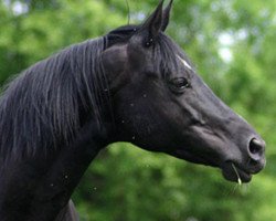 broodmare Polarissima II (Trakehner, 1993, from Sixtus)