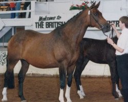 broodmare Cordula VII (Trakehner, 1979, from Schiwago)