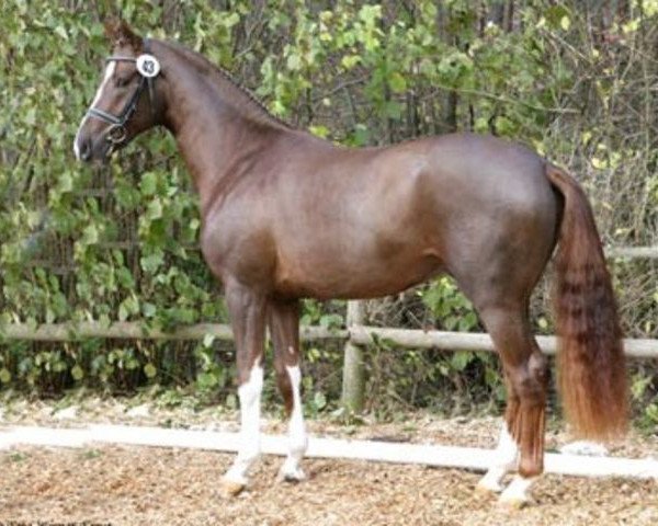 stallion Fanconi 2 (Rhinelander, 2003, from Fuchsberger)