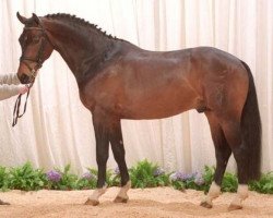 stallion Future Cup (Westphalian, 1996, from Florestan I)