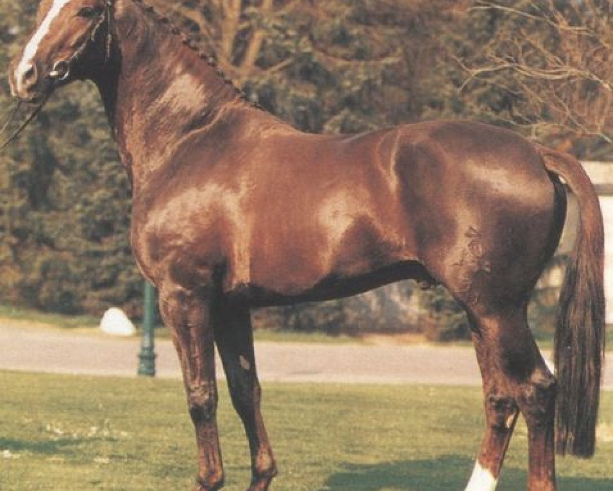Deckhengst Donnerkiel (Oldenburger, 1983, von Donnerwetter)