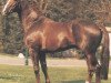 stallion Donnerkiel (Oldenburg, 1983, from Donnerwetter)