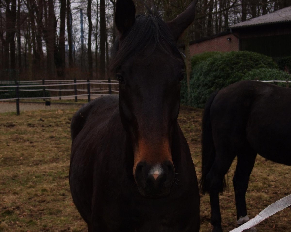 dressage horse Ruby R (Oldenburg, 2007, from Rubin Royal OLD)