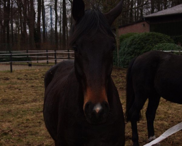 dressage horse Ruby R (Oldenburg, 2007, from Rubin Royal OLD)