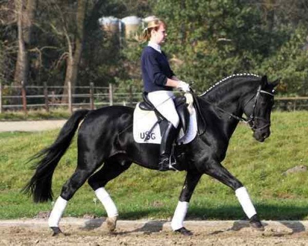 dressage horse FS Pour l'Amour (German Riding Pony, 1994, from FS Picasso)