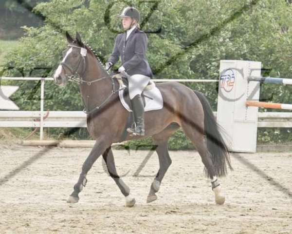 dressage horse Dewina 12 (Westphalian, 1998, from Dimension)