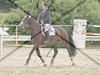 dressage horse Dewina 12 (Westphalian, 1998, from Dimension)