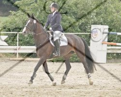 dressage horse Dewina 12 (Westphalian, 1998, from Dimension)