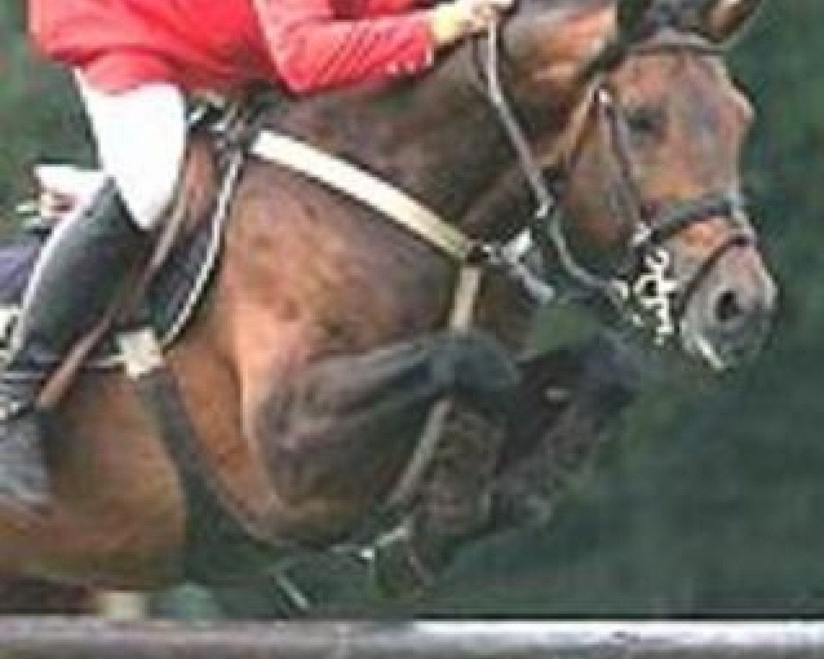 Deckhengst Contra A (Holsteiner, 1991, von Contender)