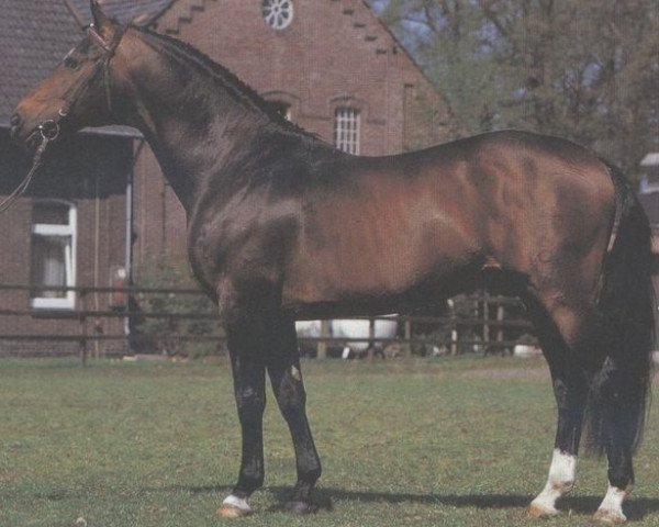 stallion Harlekin (Oldenburg, 1971, from Harnisch)