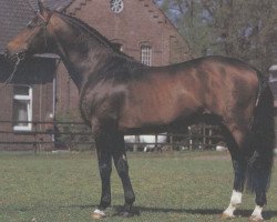 stallion Harlekin (Oldenburg, 1971, from Harnisch)