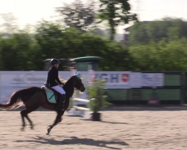 Reitturnier Langwedel - Hagen - Grinden 2019