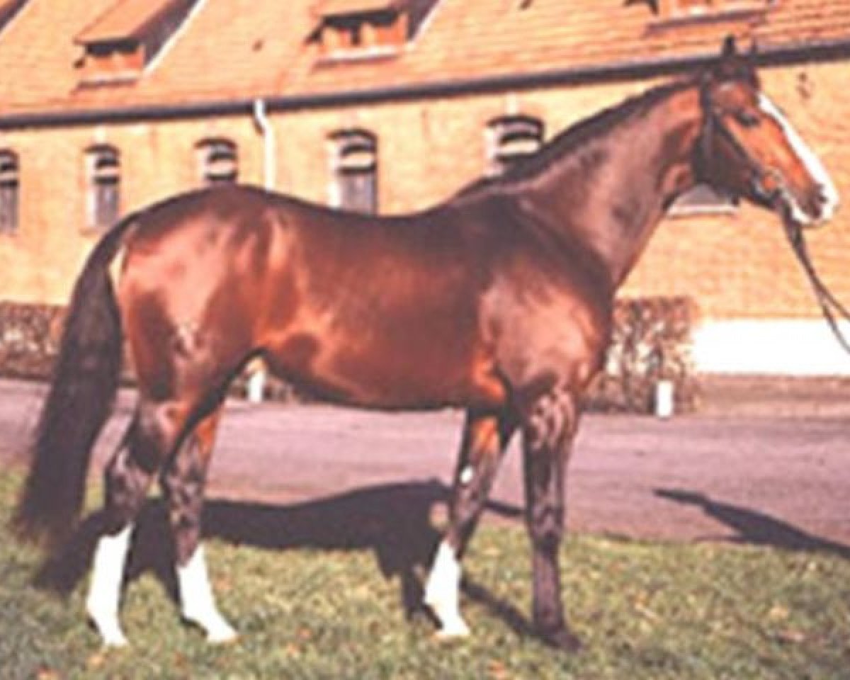 Pferd Derrik (Hannoveraner, 1976, von Darling)