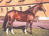 horse Derrik (Hanoverian, 1976, from Darling)