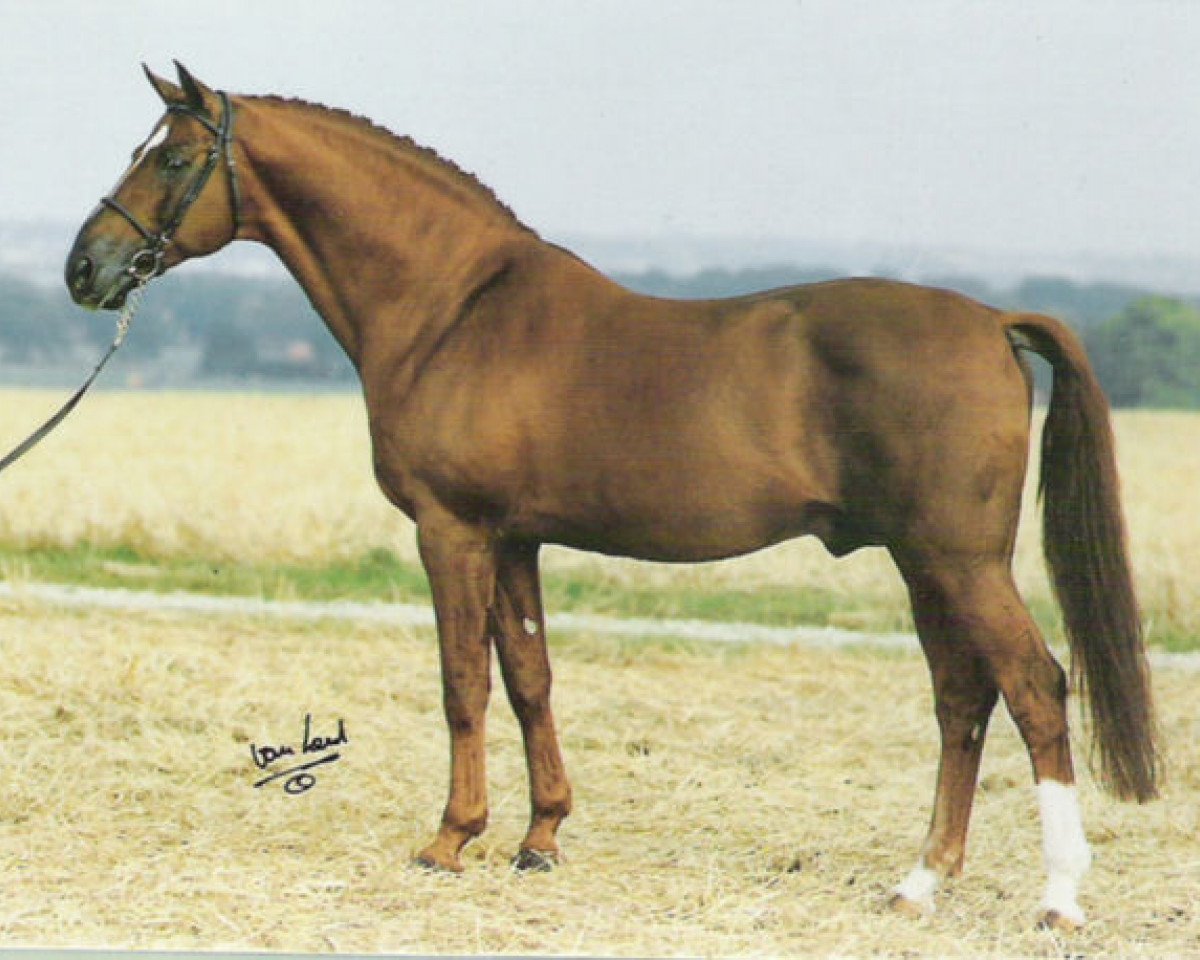 stallion Flamingo (Swedish Warmblood, 1969, from Urbino)