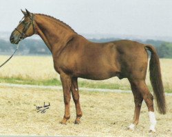 stallion Flamingo (Swedish Warmblood, 1969, from Urbino)