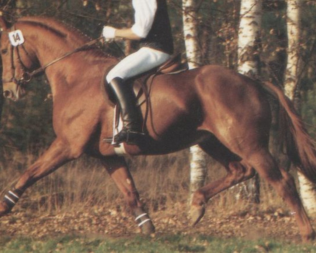 Deckhengst Borneo (Hannoveraner, 1987, von Bolero)