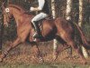 stallion Borneo (Hanoverian, 1987, from Bolero)