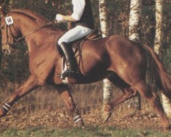 stallion Borneo (Hanoverian, 1987, from Bolero)