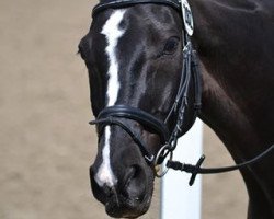 dressage horse Fantast 257 (Hanoverian, 1997, from Falkland)